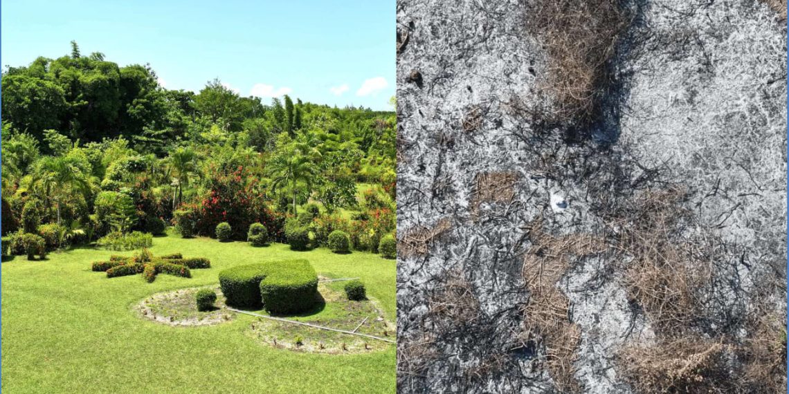 Jardin Botanique des Cayes : un patrimoine écologique en danger