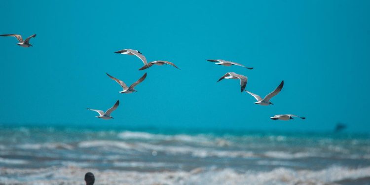 Bande de mouettes sur la mer des Cayes, sud d'Haïti. Photo prise par Charlemagne Loubenson.